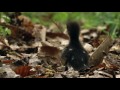 Ducklings Leave the Nest | NATURE Nuggets