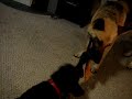 German Shepherd puppy playing with 4 yr. old