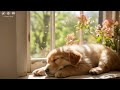 개 진정 음악: 개와 강아지를 위한 매우 편안한 휴식 소리!
