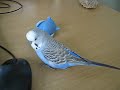 Dieter the Budgie 9