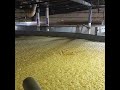 Molasses Fermentation