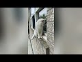 Birds Are Calling Me | Coco The Cutest Cat #shorts#cutecat