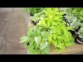 $10 Rare Plants! OVER Budget...But WORTH It! Plant Shopping & Plant Haul Horrock's Nursery