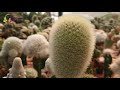 Amazing Nursery and Collection of Cactus in Thailand