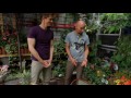 Tiny Williamsburg hipster garden - Urban Gardener video