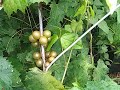 Eating Grapes Under Tropical Rain...