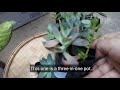 My first time experience to buy plants via FB live