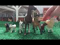 Thank you for 50 subscribers! | A schleich short video~