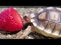 Baby Sulcata Care Guide | Enclosure, Baths, And Diet! |  Sulcata Tortoise Animal Highlight Ep. 1