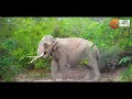 Live Virtual Safari  - Yala National Park, Sri Lanka | අලි කොටි බලන්න යාල සෆාරියක් යමු.
