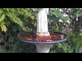 song sparrows taking a bird bath.