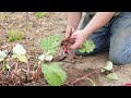 Epic Rhubarb! How to grow HUGE rhubarb plants!
