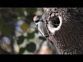 SOOTHING RELAXATION | HARP MUSIC | SINGING BIRDS | BINEURAL THETA 6 HZ