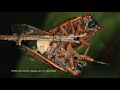 Bug Bowl 2021: Zombie Cicadas!