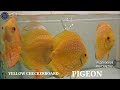 1000's of discus fish for sale | A Mart | Exotic Discus House | discus fish for sale | discus fish