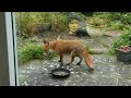 Fox in the garden - November 2023