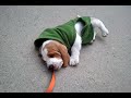 Basset Puppy First Walk