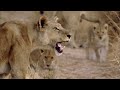 Lions Vs Prey: The Lethal Lions Battling For Survival In The Okavango Delta | Predators Documentary