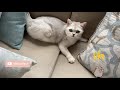 Cute Cat Playing Hide and Seek | Coco the cutest cat