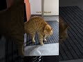 Funny cats