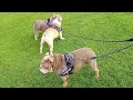 Pretty English Bulldog meets British bulldogs in the park all tired after playing taking a rest