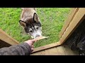 Husky Gets To Meet A Cute Little Dog On His Walk