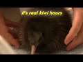 Real kiwi hours (2)