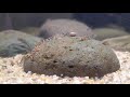 How I Bred Reticulated Hillstream Loaches at Home