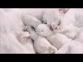 Cute Baby Animals with Deeply Soothing Piano Mix for Relaxation, Sleep, and Stress Release