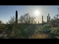 The Most Biodiverse Desert on Earth - The Sonoran