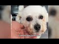 A Stray Dog Growls And Bites, Turns Into A Lovely Angel After Being Rescued