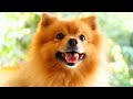 Can Pomeranians be left alone with children?
