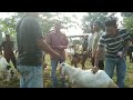 Viral!!! Kambing Boer Sanen Di Pasar Jadi Rebutan