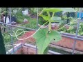 Boston Pickling Cucumber on Arched Trellis | Youtube Gardening #arkansasgardening