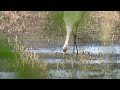 Żuraw żeruje / Common crane is foraging