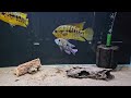 FISH ROOM TOUR Part One | August 2024
