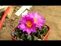 CACTUS QUEST! Inside the greenhouse housing the UK's biggest collection of ariocarpus & aztekium