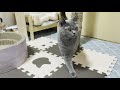 The cat that doesn't stop squirming and doesn't cut its claws is too cute! [British Shorthair]