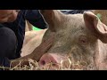 A Lullaby for a Rescue Pig! - ElephantNews