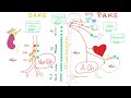 Gastrointestinal (GI) Physiology…The Basics (Introduction) | Physiology Series