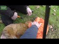 Trapped fox needs rescuing from garden tangle!