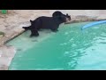 Bears in the pool part 2