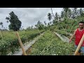 kebun cabe rawit PAK TOMMY PART 2