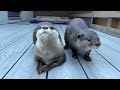 4 Cute Otters on a Hot Spring Trip! [Otter Life Day 818]