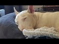 Shhhhhh!    #englishbullterrier #rescuedog  #sleepy #funnydogs #bulldogslife  #cutedog  #bullybreed