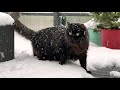 My cat's first time in the snow