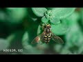 Shooting a Garden Macro Triptych