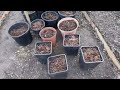 I am using some old compost mixed with new compost and fertilzers for pot plants.