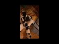 Puppies Playing - March 18 2015