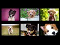 The Problem with Treating a Dog Like a Pet | Kim Brophey | TEDxUNCAsheville